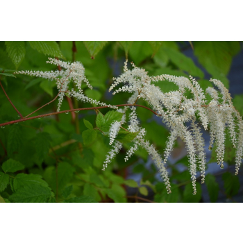 Parzydło leśne - Aruncus dioicus (sylvestris)