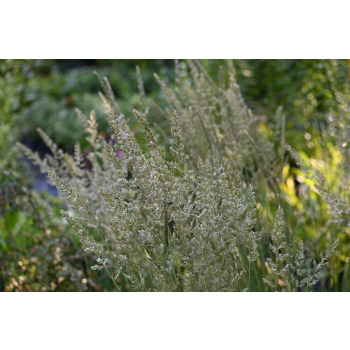 Strzęplica sina - Koeleria glauca