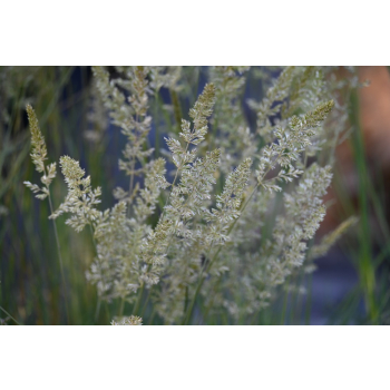 Strzęplica sina - Koeleria glauca