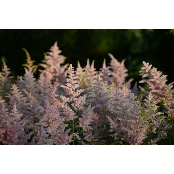 Tawułka Arendsa Peach Blossom - Astilbe × arendsii