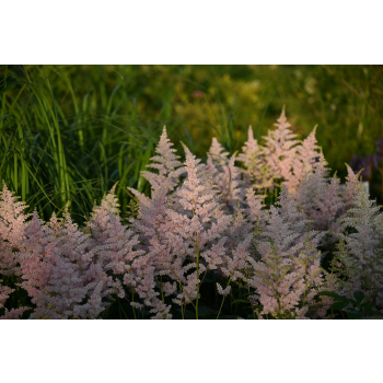 Tawułka Arendsa Peach Blossom - Astilbe × arendsii