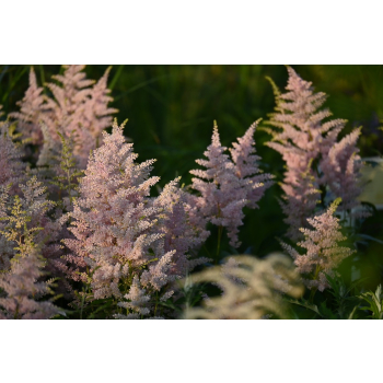 Tawułka Arendsa Peach Blossom - Astilbe × arendsii