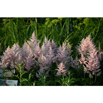 Tawułka Arendsa Peach Blossom - Astilbe × arendsii