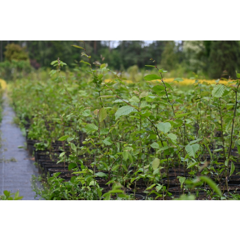 Grab pospolity-Carpinus betulus
