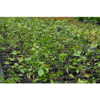 Grab pospolity-Carpinus betulus