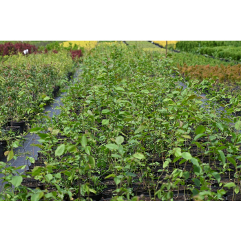 Grab pospolity-Carpinus betulus