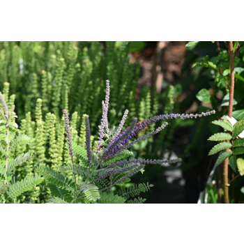 Amorfa sina-Amorpha canescens