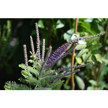 Amorfa sina-Amorpha canescens