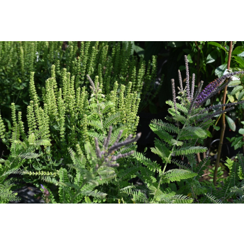 Amorfa sina-Amorpha canescens