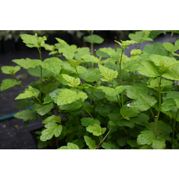 Pęcherznica kalinolistna Luteus-Physocarpus opulifolius