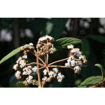 Kalina sztywnolistna - Viburnum rhythidophyllum