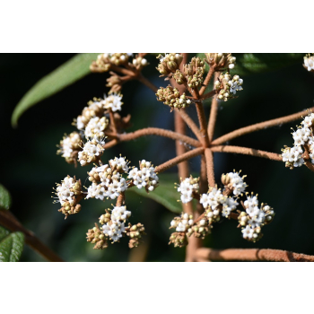 Kalina sztywnolistna - Viburnum rhythidophyllum