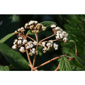 Kalina sztywnolistna - Viburnum rhythidophyllum