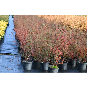 Irga himalajska-Cotoneaster glacialis