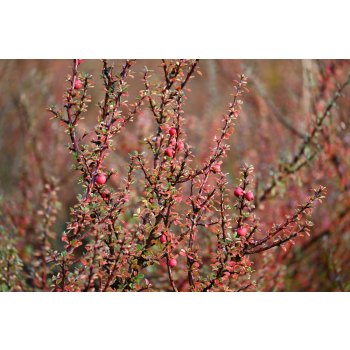 Irga himalajska-Cotoneaster glacialis