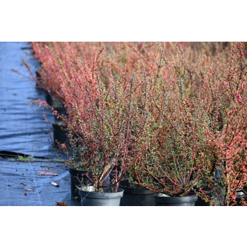 Irga himalajska-Cotoneaster glacialis