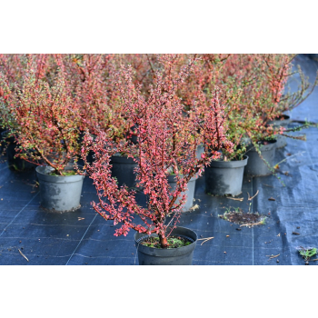 Irga himalajska-Cotoneaster glacialis
