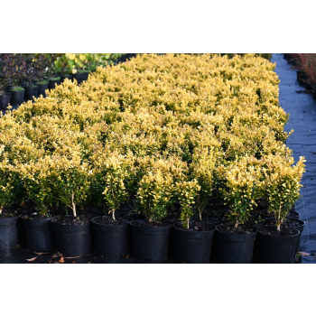 Bukszpan wieczniezielony King Midas - Buxus sempervirens