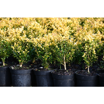 Bukszpan wieczniezielony King Midas - Buxus sempervirens