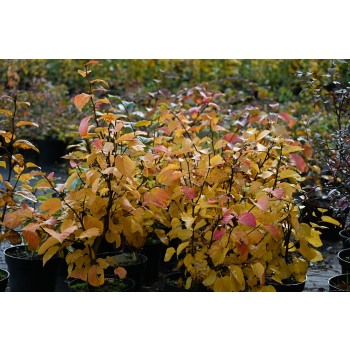 Fotergilla większa-Fothergilla major