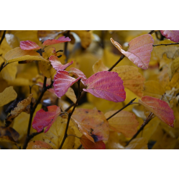 Fotergilla większa-Fothergilla major