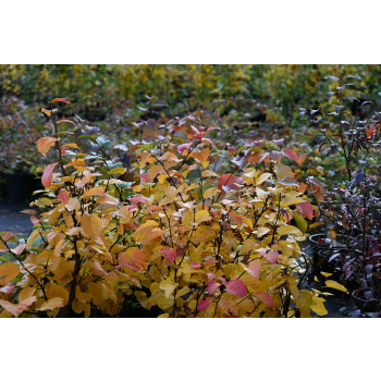 Fotergilla większa-Fothergilla major