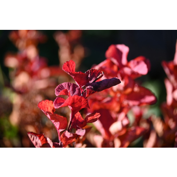 Tawuła brzozolistna Tor-Spiraea betulifolia