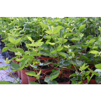 Jeżyna Juhas - Rubus fruticosus