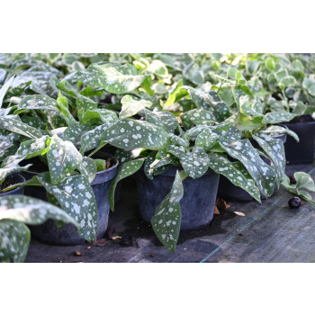 Miodunka Trevi Fountain - Pulmonaria x hybrida