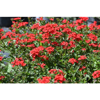 Werbena peruwiańska - Verbena peruviana