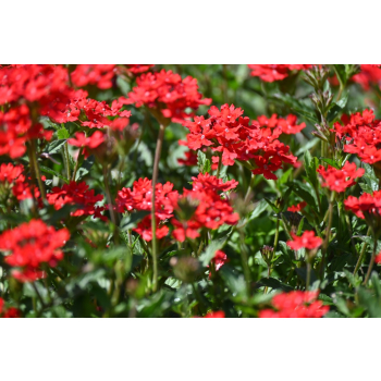 Werbena peruwiańska - Verbena peruviana