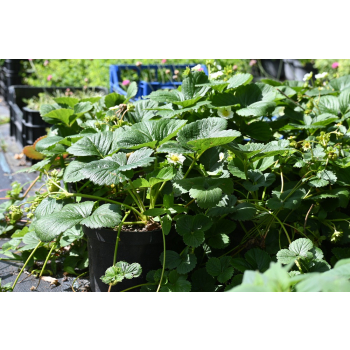 Truskawka Kaskada - Fragaria × ananassa