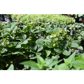 Truskawka Kaskada - Fragaria × ananassa