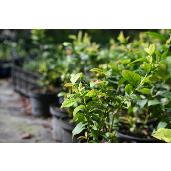 Borówka Sapphire - Vaccinium