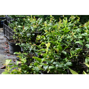 Borówka Sapphire - Vaccinium