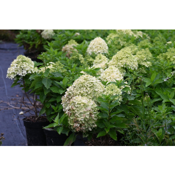 Hortensja bukietowa Little Spooky-Hydrangea paniculata