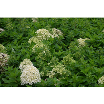 Hortensja bukietowa Little Spooky-Hydrangea paniculata