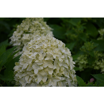 Hortensja bukietowa Little Spooky-Hydrangea paniculata