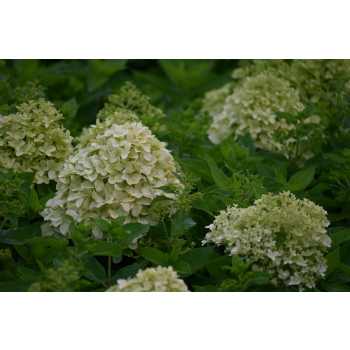 Hortensja bukietowa Little Spooky-Hydrangea paniculata