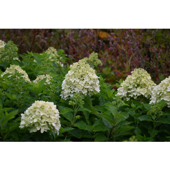 Hortensja bukietowa Little Spooky-Hydrangea paniculata