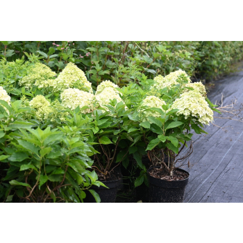 Hortensja bukietowa Little Spooky-Hydrangea paniculata