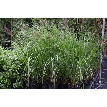 Rozplenica japońska Red Head - Pennisetum alopecuroides
