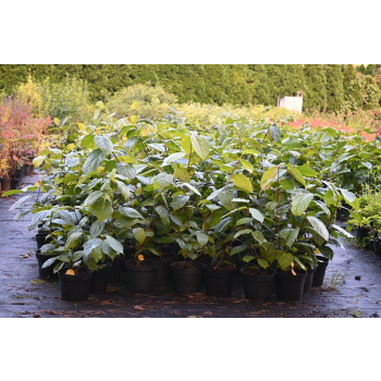 Kielichowiec Raulstona Hartlage Wine-Calycanthus x raulstonii