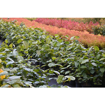 Kielichowiec Raulstona Hartlage Wine-Calycanthus x raulstonii