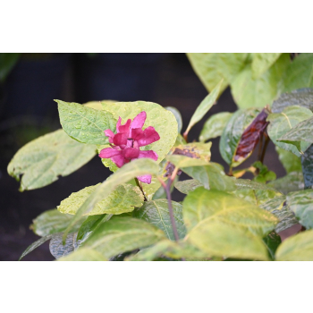 Kielichowiec Raulstona Hartlage Wine-Calycanthus x raulstonii
