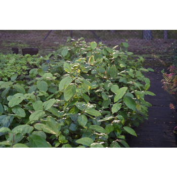 Kielichowiec Raulstona Hartlage Wine-Calycanthus x raulstonii