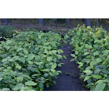 Kielichowiec Raulstona Hartlage Wine-Calycanthus x raulstonii