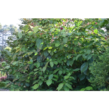 Kielichowiec Raulstona Hartlage Wine-Calycanthus x raulstonii