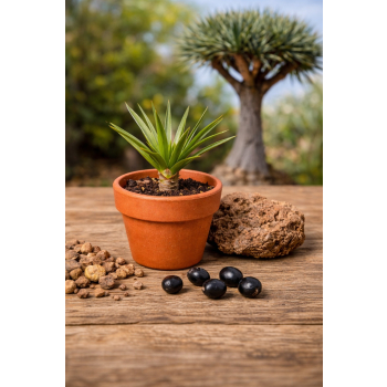 Dracena smocza