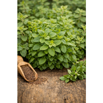 Oregano